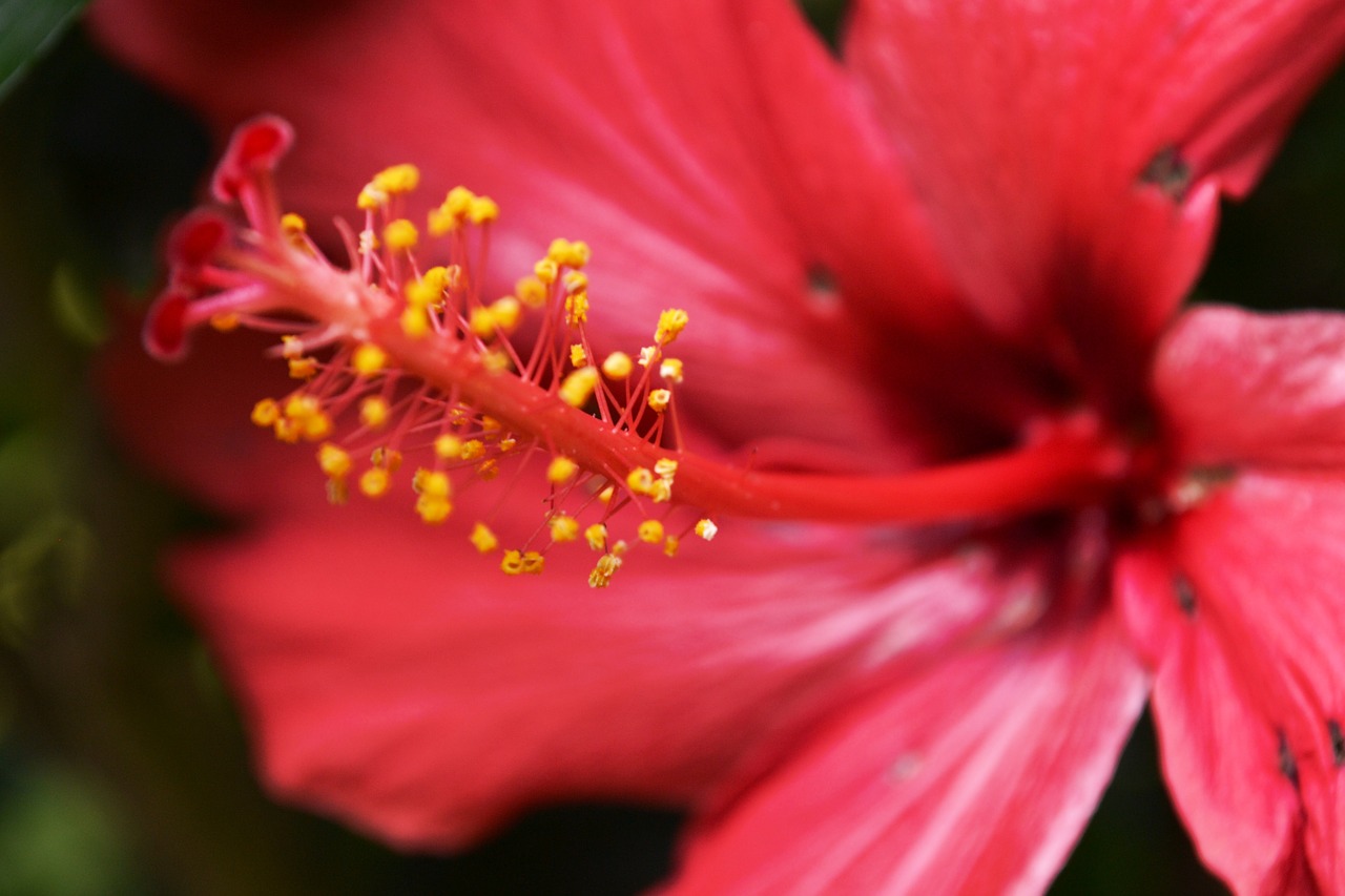 Žiedas, Žydėti, Hibiscus, Pistil, Gėlė, Augalas, Pavasaris, Geltona, Gražus, Rožinis