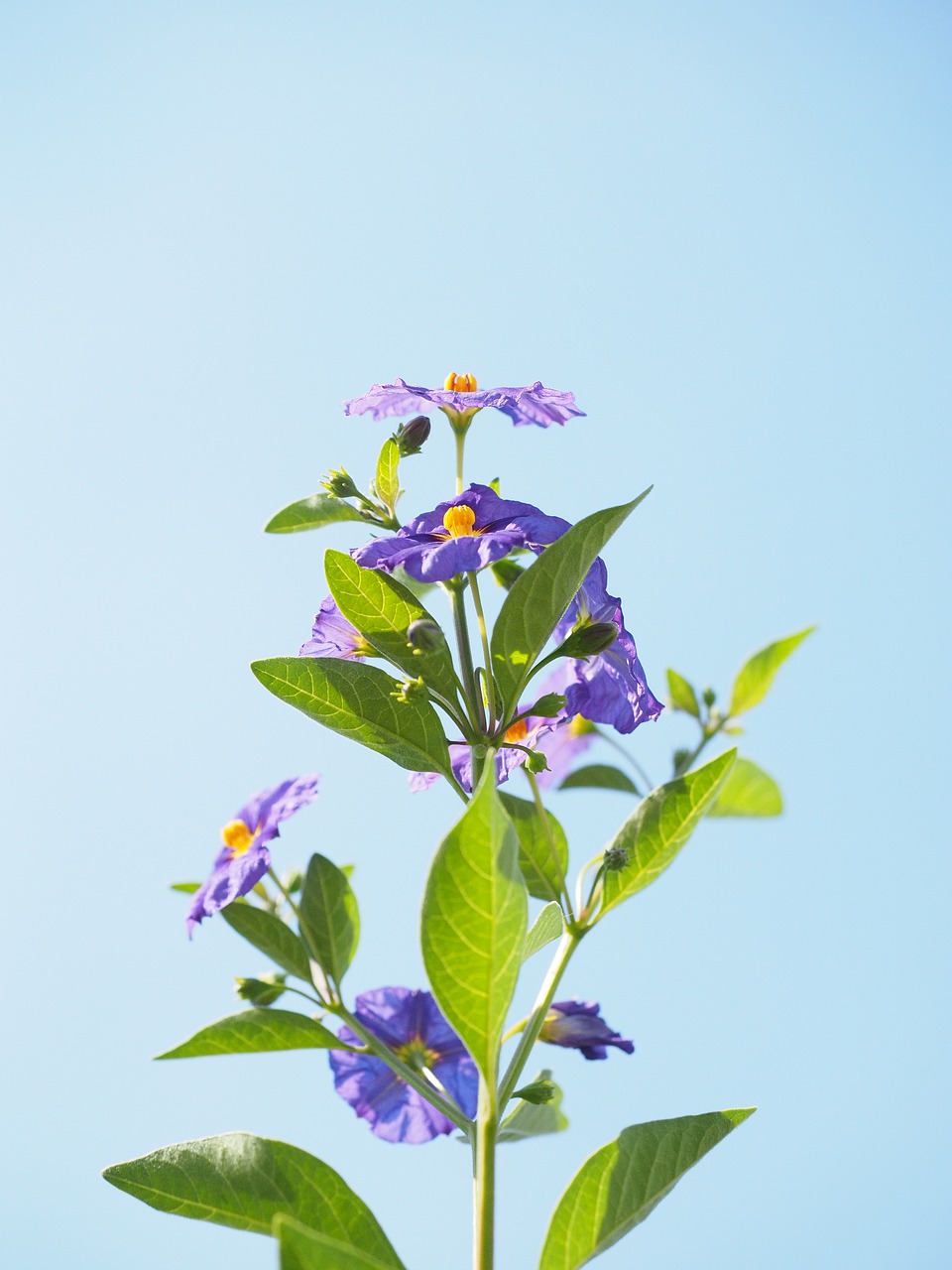 Žiedas, Žydėti, Violetinė, Krūmas, Violetinė, Mėlyna Violetinė, Lycianthes Rantonnetii, Solanum Rantonnetii, Lycianthes, Nachtschattengewächs