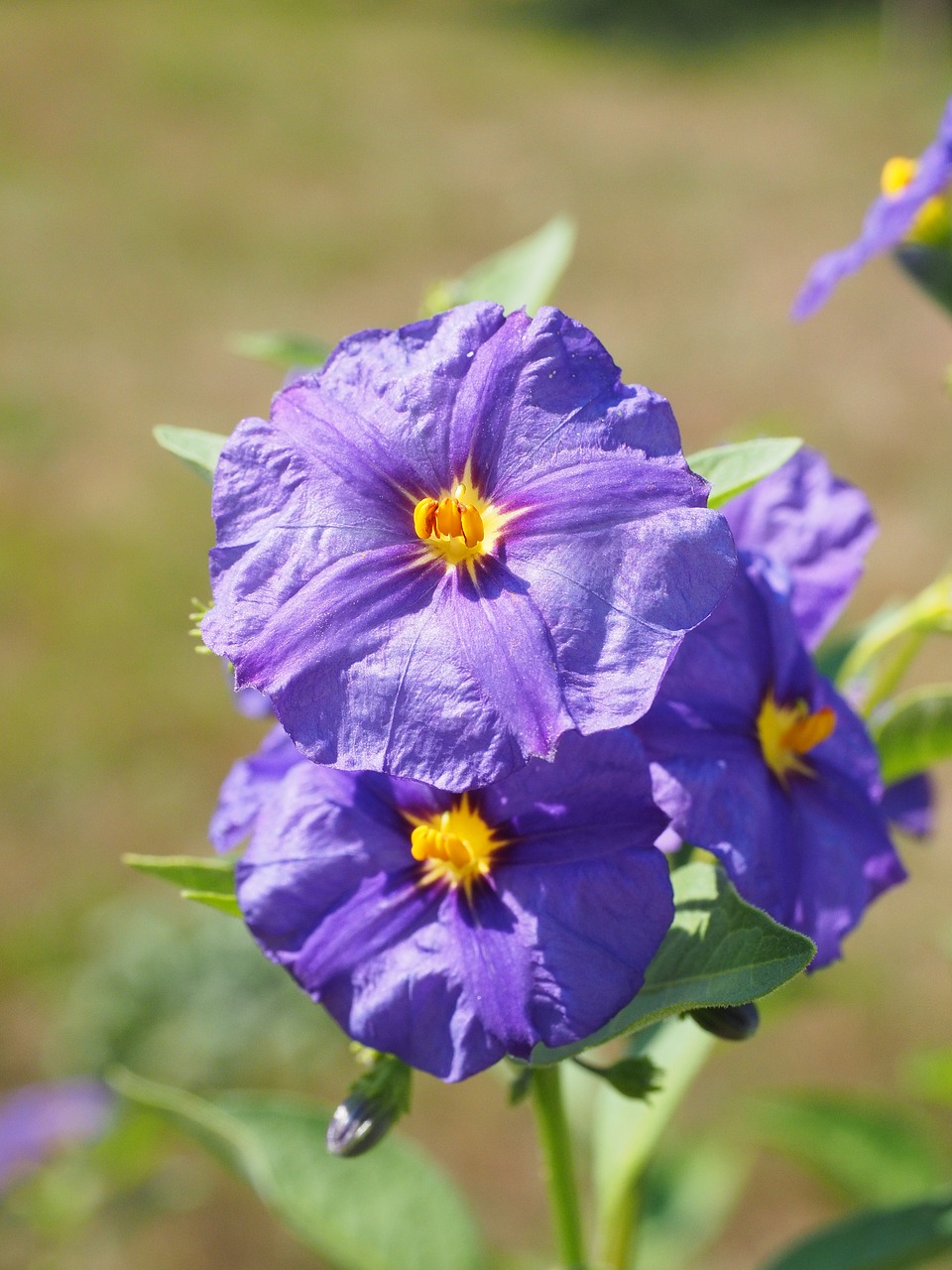 Žiedas, Žydėti, Violetinė, Krūmas, Violetinė, Mėlyna Violetinė, Lycianthes Rantonnetii, Solanum Rantonnetii, Lycianthes, Nachtschattengewächs