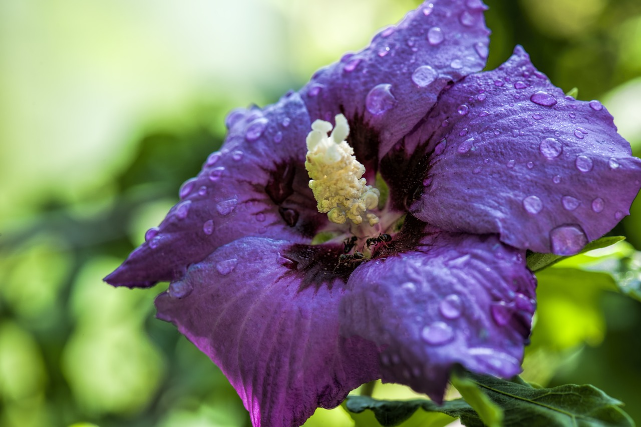 Žiedas, Hibiscus, Gėlė, Sodas, Spalva, Skruzdėlės, Vabzdys, Nemokamos Nuotraukos,  Nemokama Licenzija