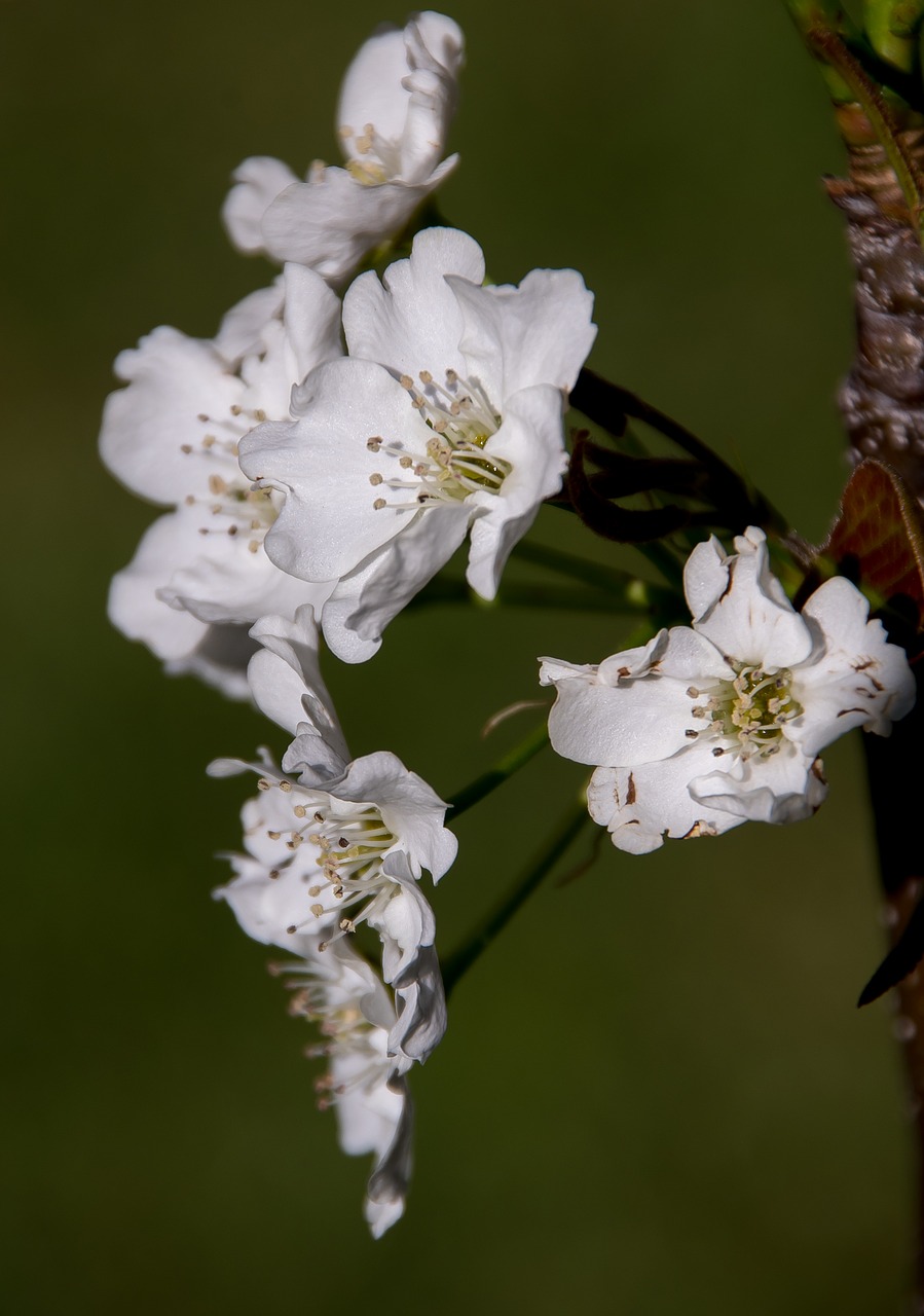 Žiedas, Gėlės, Nashi Kriaušės, Azijos Kriaušė, Pyrus Pyrifolia, Vaisiai, Medis, Pavasaris, Balta, Žiedlapis