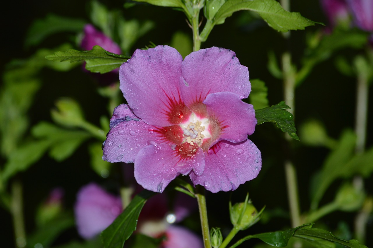 Žiedas, Žydėti, Hibiscus, Gėlė, Nemokamos Nuotraukos,  Nemokama Licenzija