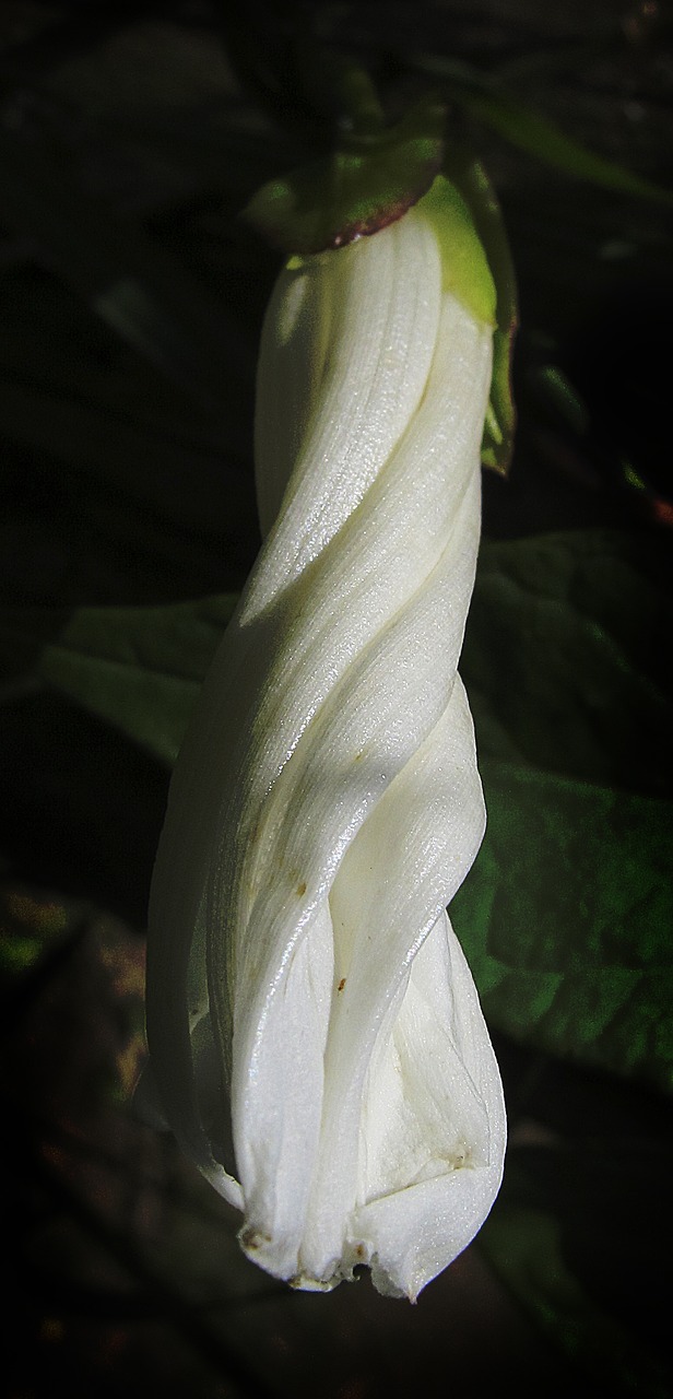 Žiedas, Žydėti, Vetch, Didžiųjų Žiedinių Vikių, Vicia Grandiflora, Fabaceae, Ankštiniai, Augalas, Nemokamos Nuotraukos,  Nemokama Licenzija