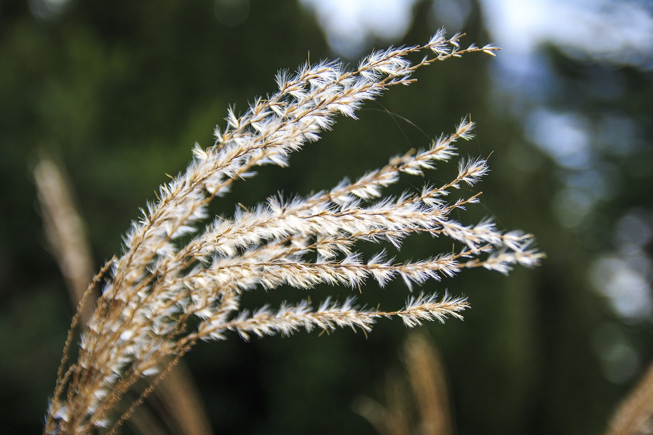 Žiedas,  Žydi,  Makro,  Pobūdį,  Augalų,  Iš Arti,  Sezonas,  Lapų,  Žolė, Nemokamos Nuotraukos