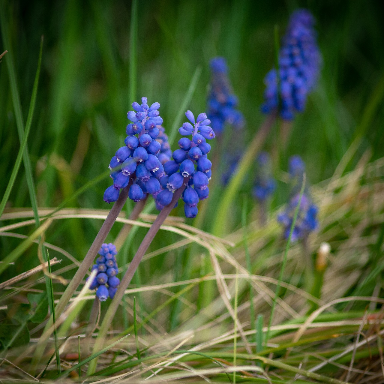 Žiedas,  Žydi,  Mėlyna,  Pobūdį,  Žolė,  Augalų,  Vasara,  Gėlė,  Muscari,  Bauer Gėlių