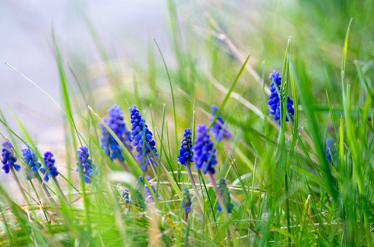 Žiedas,  Žydi,  Mėlyna,  Pobūdį,  Žolė,  Augalų,  Vasara,  Gėlė,  Muscari,  Bauer Gėlių