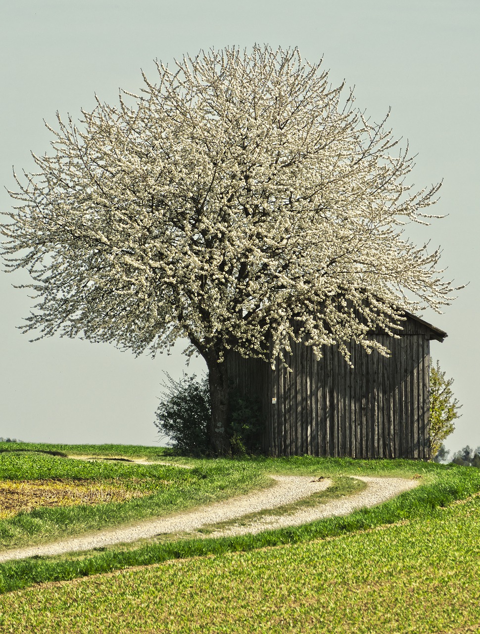 Žiedas,  Žydi,  Medis,  Srityje Tvartas,  Lane,  Meadow,  Pavasaris,  Kraštovaizdis,  Baltos Gėlės,  Žiedas