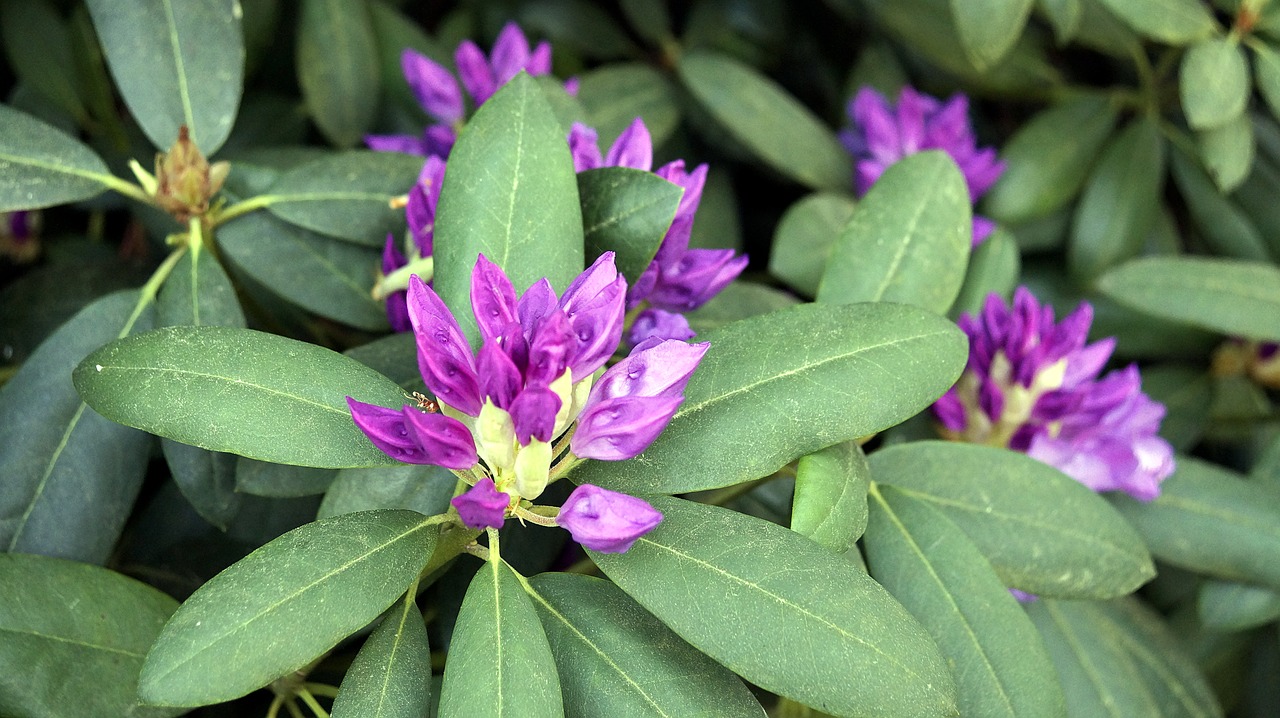 Žiedas,  Žydi,  Gėlė,  Krūmas,  Rhododendron,  Augalų,  Violetinė Gėlė,  Iš Arti,  Pavasaris, Nemokamos Nuotraukos