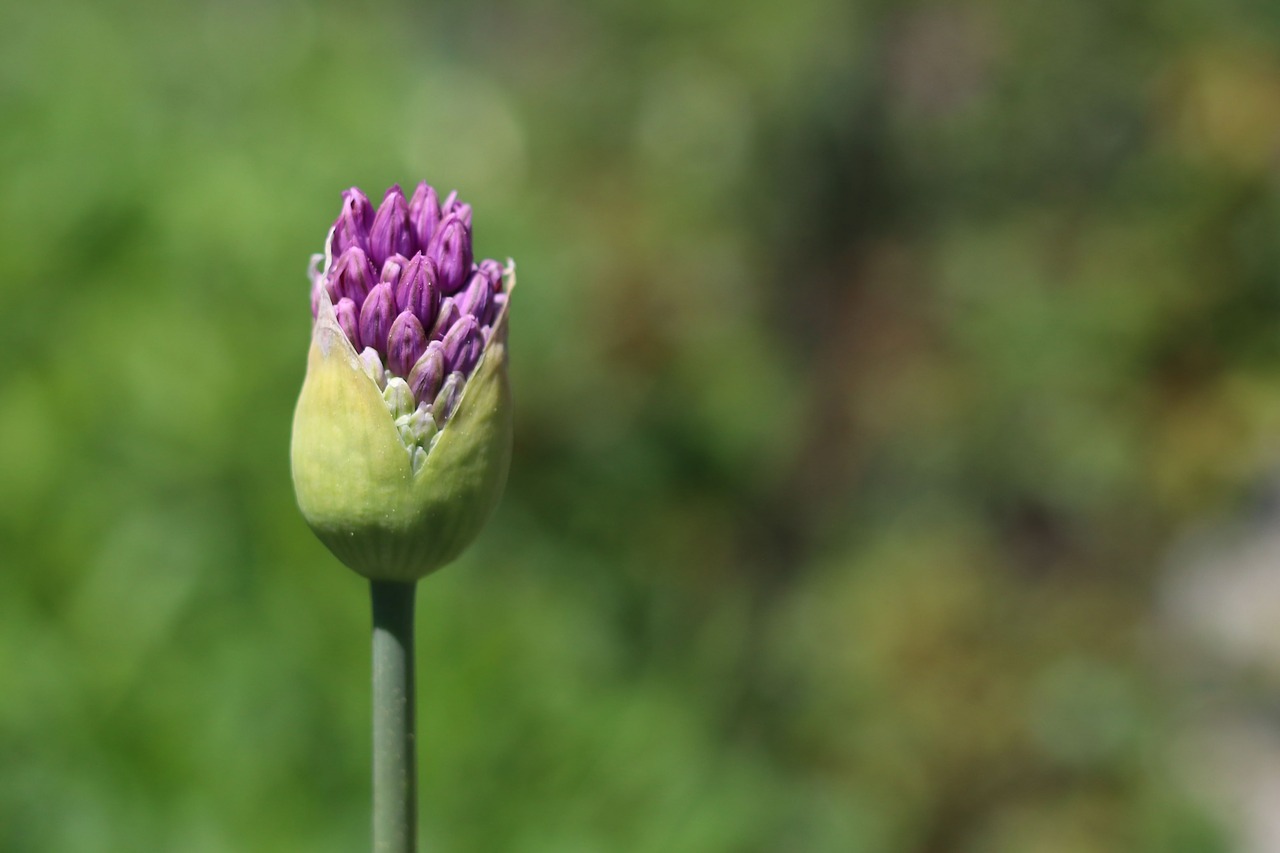 Žiedas,  Žydi,  Violetinė,  Violetinė Gėlė,  Pobūdį,  Iš Arti,  Pavasaris,  Augalų,  Bud,  Atviras