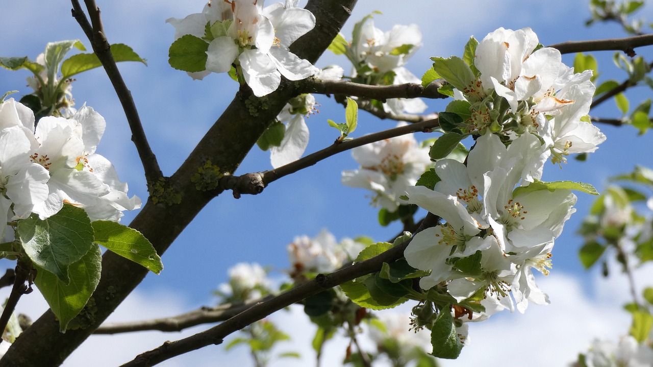 Žiedas,  Obuolių Medis,  Balta Gėlė,  Apple Blossom, Nemokamos Nuotraukos,  Nemokama Licenzija
