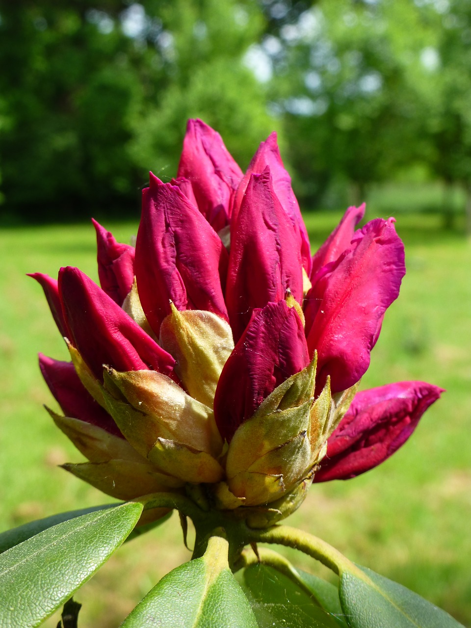 Žiedas,  Žydi,  Knospe,  Rhododendron,  Žydi,  Žiedas,  Pavasaris,  Pobūdį,  Makro,  Raudonas