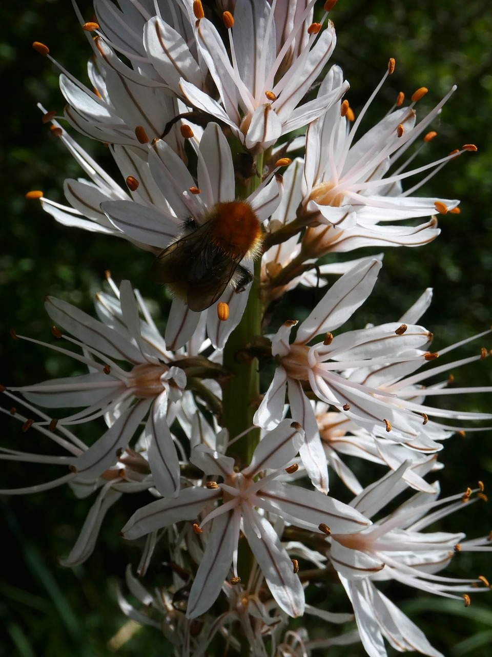 Žiedas,  Žydi,  Hummel,  Gėlė,  Žiedadulkės,  Vabzdys,  Apdulkinimas,  Iš Arti,  Balta Gėlė, Nemokamos Nuotraukos