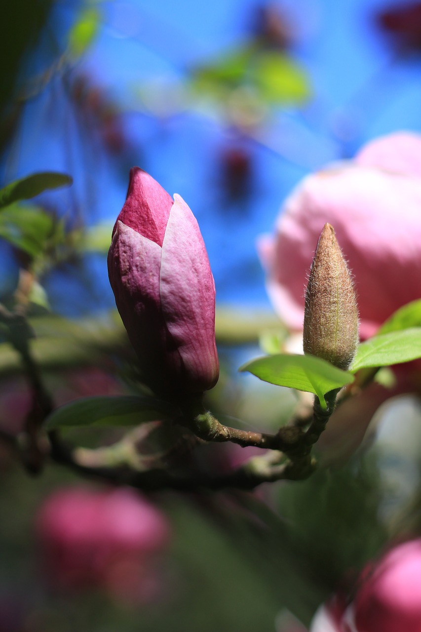 Žiedas,  Augalų,  Magnolija,  Pavasaris,  Spalvos,  Rožinis,  Žalias,  Mėlyna,  Pobūdį,  Sezonas