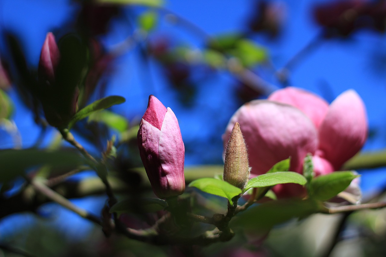 Žiedas,  Augalų,  Magnolija,  Pavasaris,  Spalvos,  Rožinis,  Žalias,  Mėlyna,  Pobūdį,  Sezonas