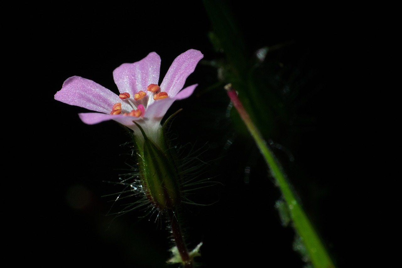 Žiedas,  Žydi,  Mažas,  Violetinė,  Pobūdį,  Iš Arti,  Violetinė,  Laukinių Gėlių,  Makro,  Žydi