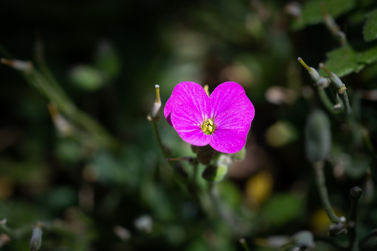 Žiedas,  Žydi,  Mažas,  Maža Gėlė,  Rožinis,  Rožinė Žiedų,  Gėlė,  Rožinė Gėlė,  Iš Arti,  Floros