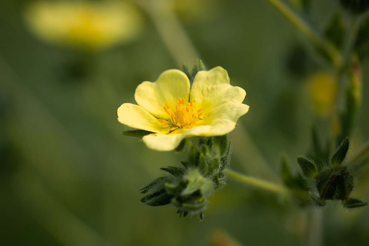 Žiedas,  Žydi,  Geltona,  Geltona Gėlė,  Sodas,  Pobūdį,  Floros,  Iš Arti, Nemokamos Nuotraukos,  Nemokama Licenzija