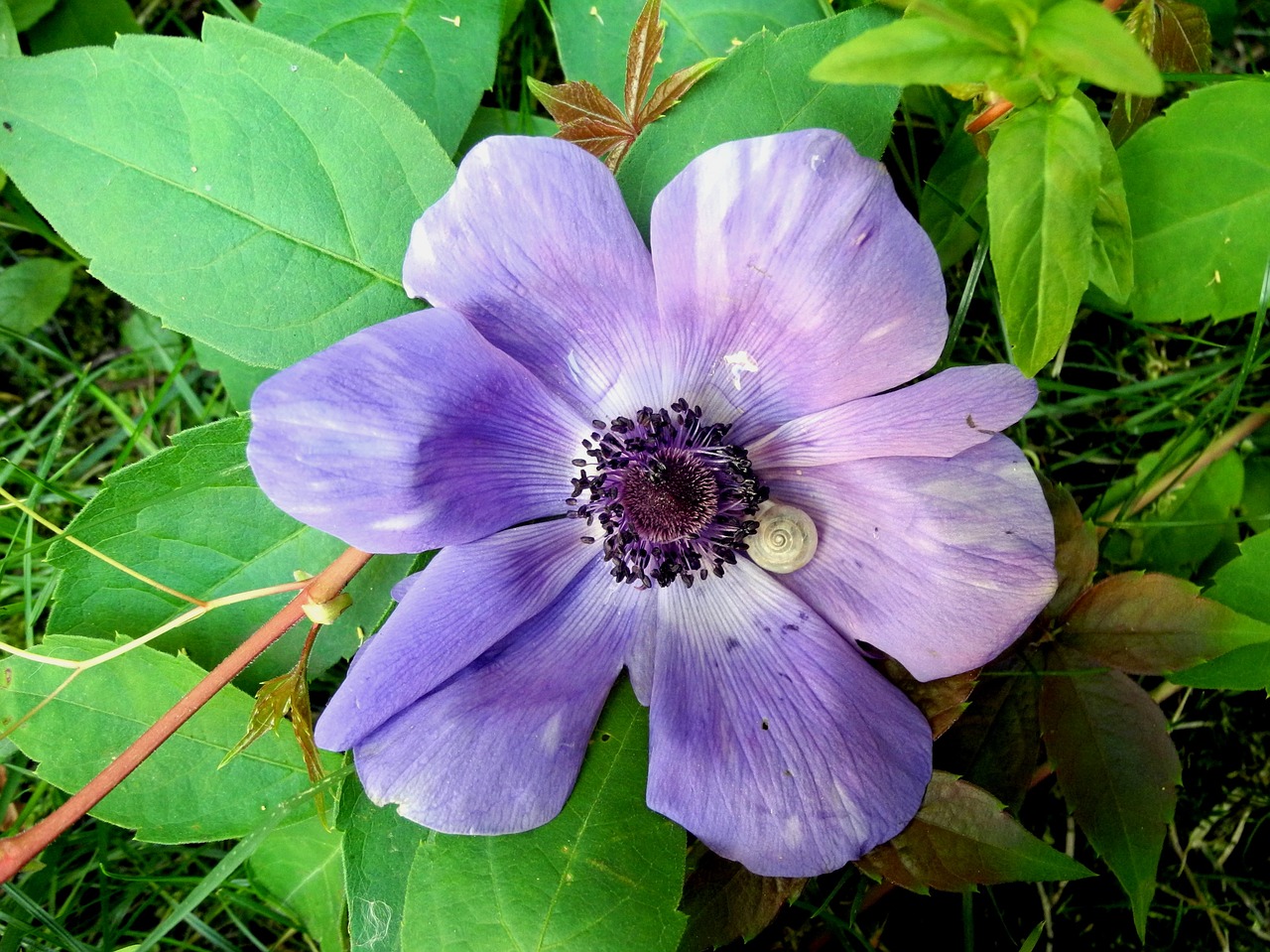 Žiedas,  Žydi,  Gėlė,  Pobūdį,  Floros,  Gėlių Sodas,  Iš Arti,  Violetinė,  Augalas, Nemokamos Nuotraukos