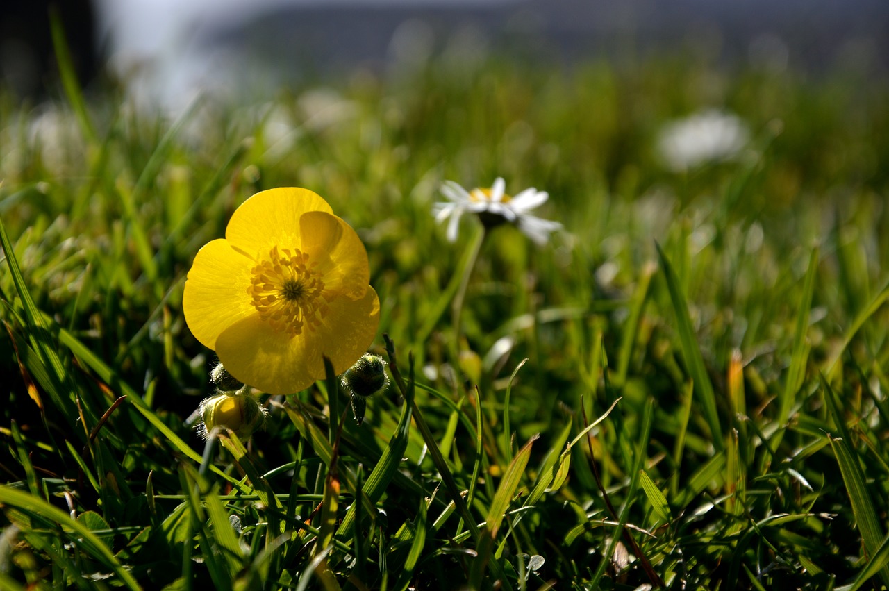 Žiedas,  Žydi,  Meadow,  Laukinių Gėlių,  Geltona, Nemokamos Nuotraukos,  Nemokama Licenzija