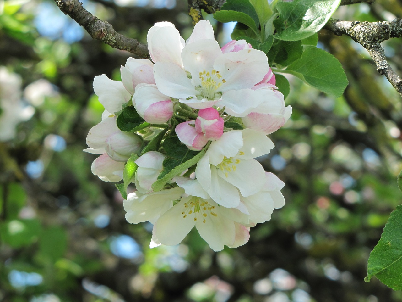 Žiedas,  Žydi,  Apple,  Vaisių,  Žiedynai,  Gamta, Nemokamos Nuotraukos,  Nemokama Licenzija