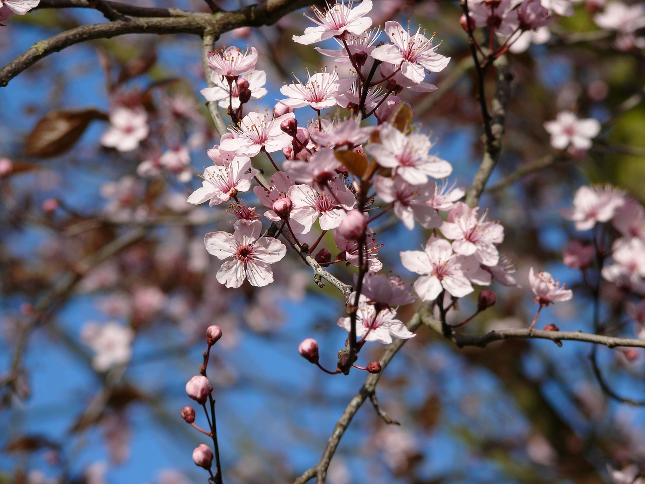 Žiedas, Sodas, Gamta, Pavasaris, Žydėti, Mėlynas Dangus, Bloom Time, Rožė, Obuolių Medis, Nyderlandai