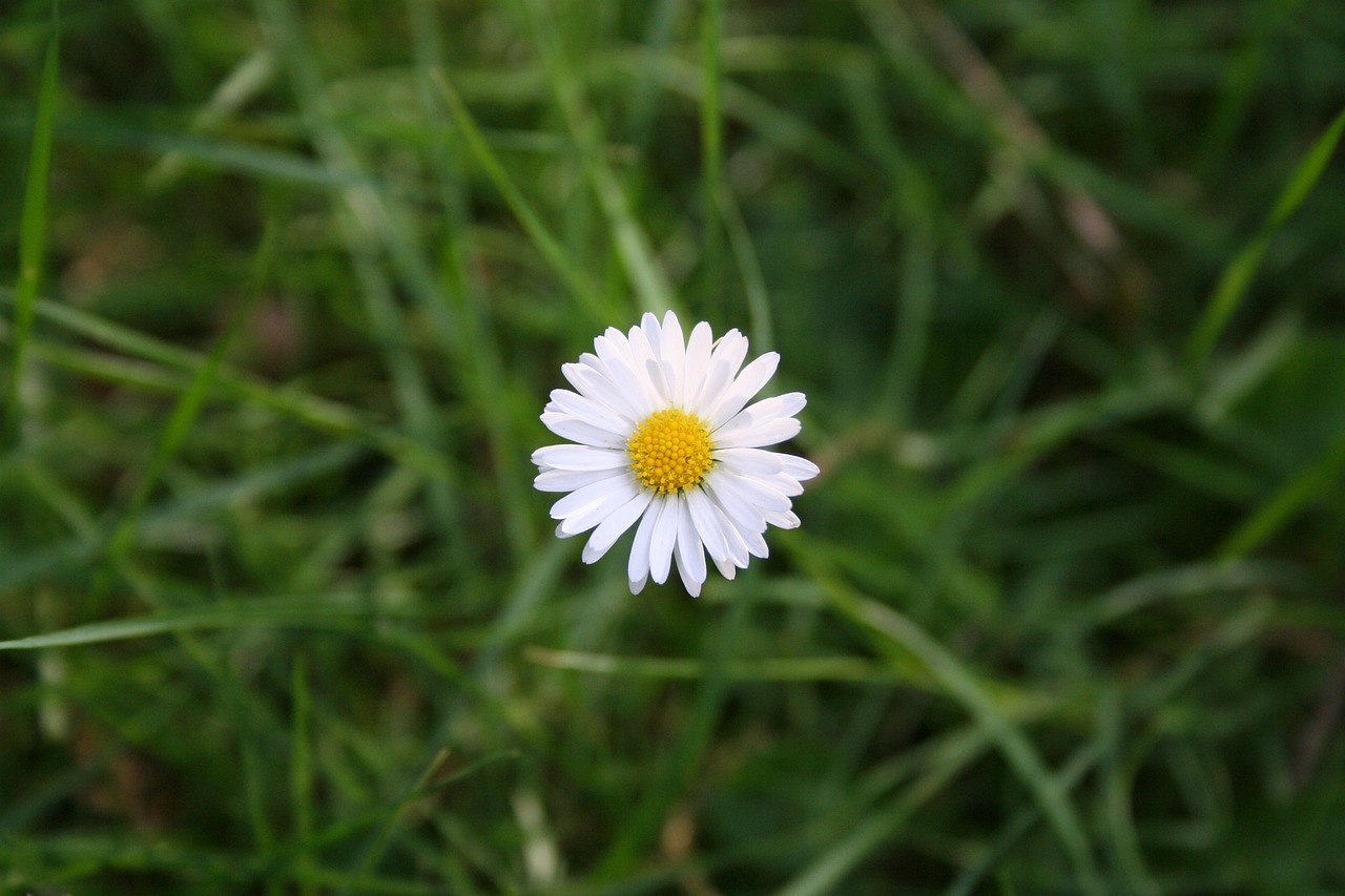 Žiedas, Žydėti, Žąsų Gėlė, Gamta, Makro, Balta, Datailaufnahme, Daisy, Gėlės, Plunksna