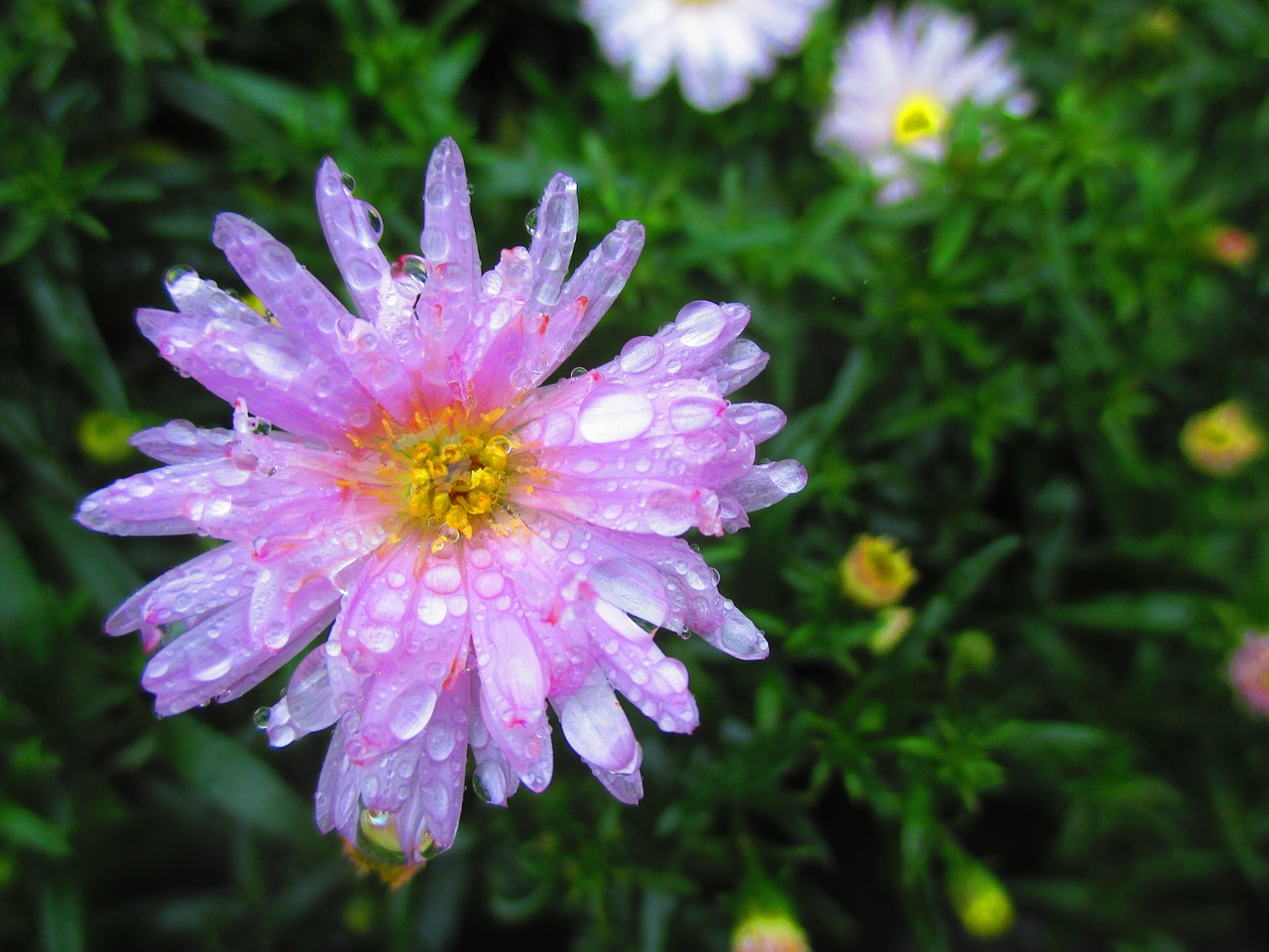 Žiedas, Žydėti, Rožinis, Aster, Ruduo, Liūtys, Makro, Lašelinė, Nemokamos Nuotraukos,  Nemokama Licenzija