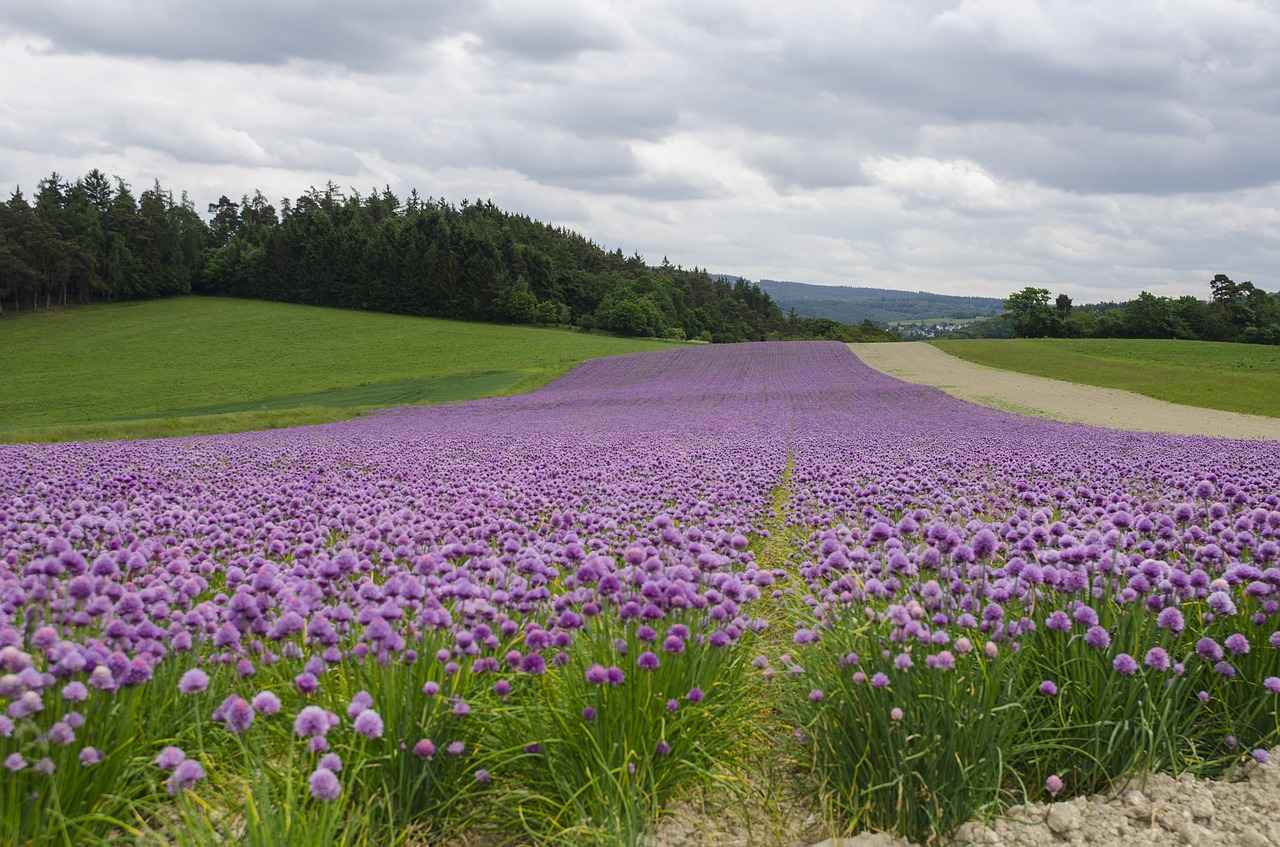 Žiedų Laukas, Taunus, Vasaros Kraštovaizdis, Nemokamos Nuotraukos,  Nemokama Licenzija