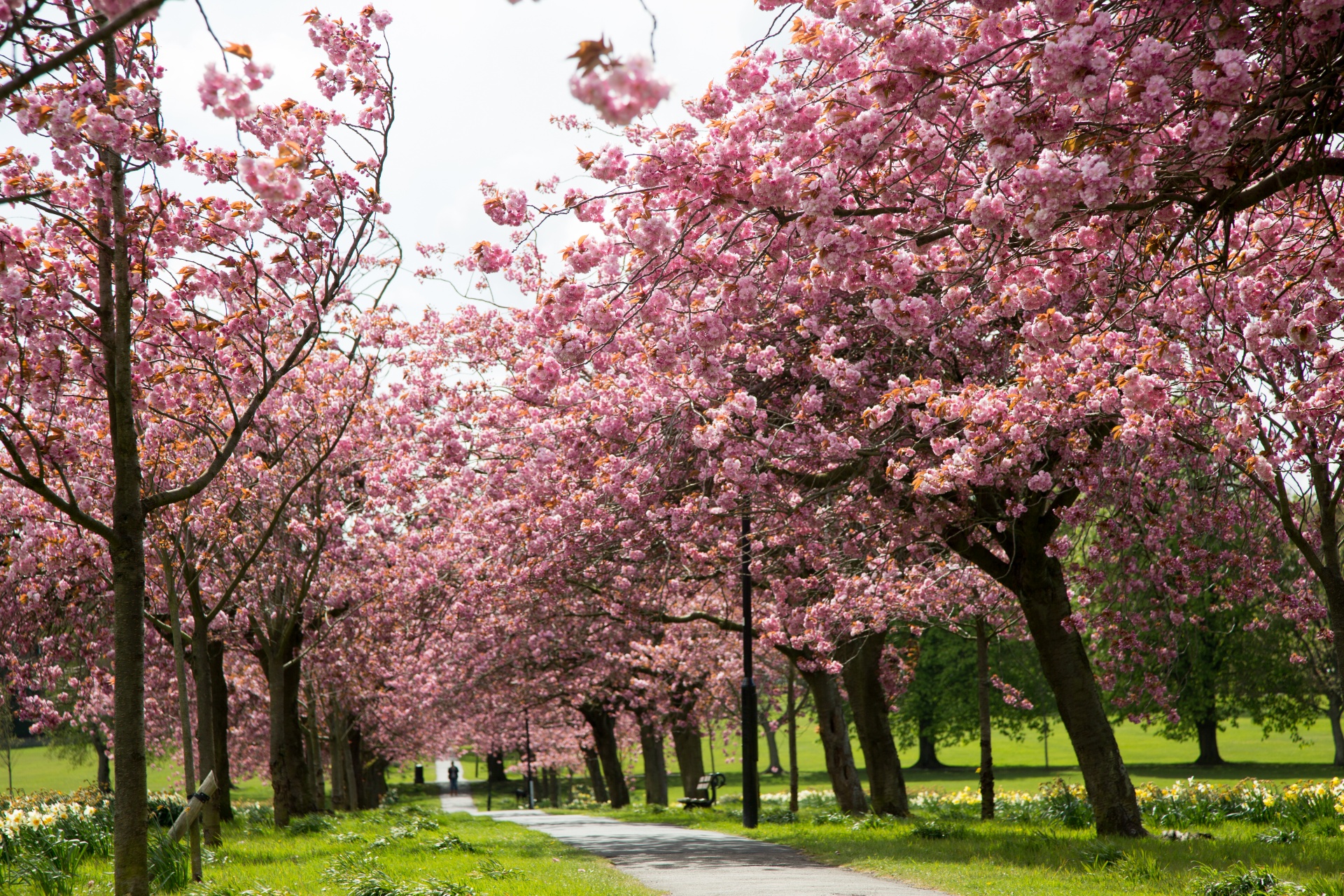 Pavasaris,  Medis,  Žydi,  Žiedas,  Sodas,  Gėlė,  Sezonas,  Kelias,  Rožinis,  Sakura