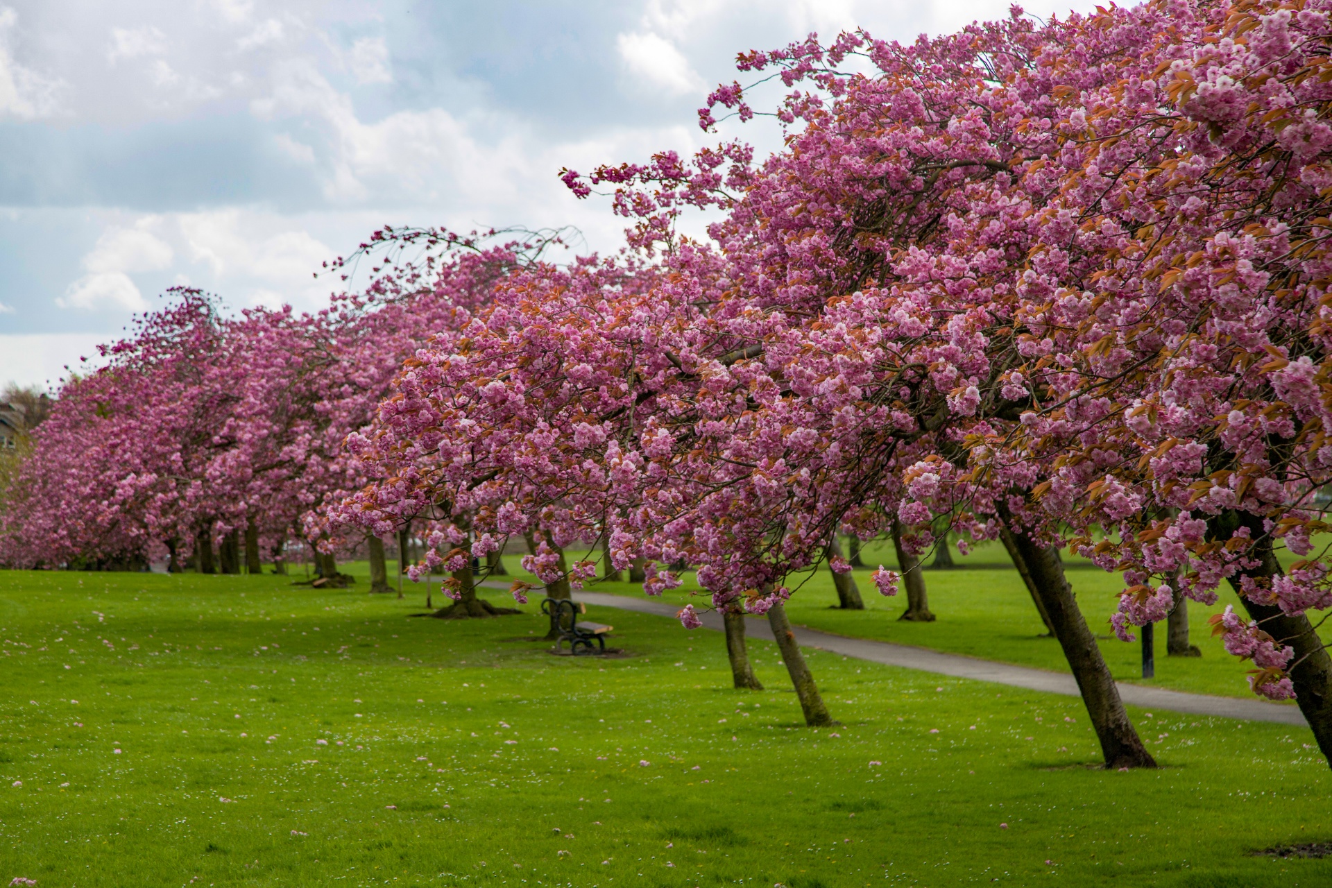 Pavasaris,  Medis,  Žydi,  Žiedas,  Sodas,  Gėlė,  Sezonas,  Kelias,  Rožinis,  Sakura