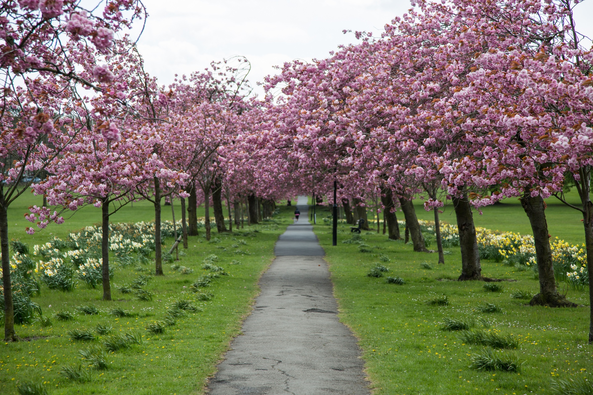 Pavasaris,  Medis,  Žydi,  Žiedas,  Sodas,  Gėlė,  Sezonas,  Kelias,  Rožinis,  Sakura