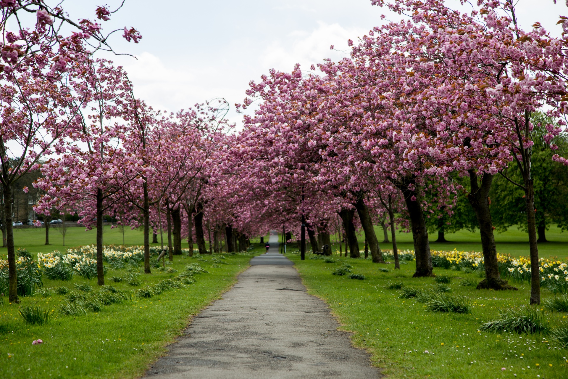 Pavasaris,  Medis,  Žydi,  Žiedas,  Sodas,  Gėlė,  Sezonas,  Kelias,  Rožinis,  Sakura