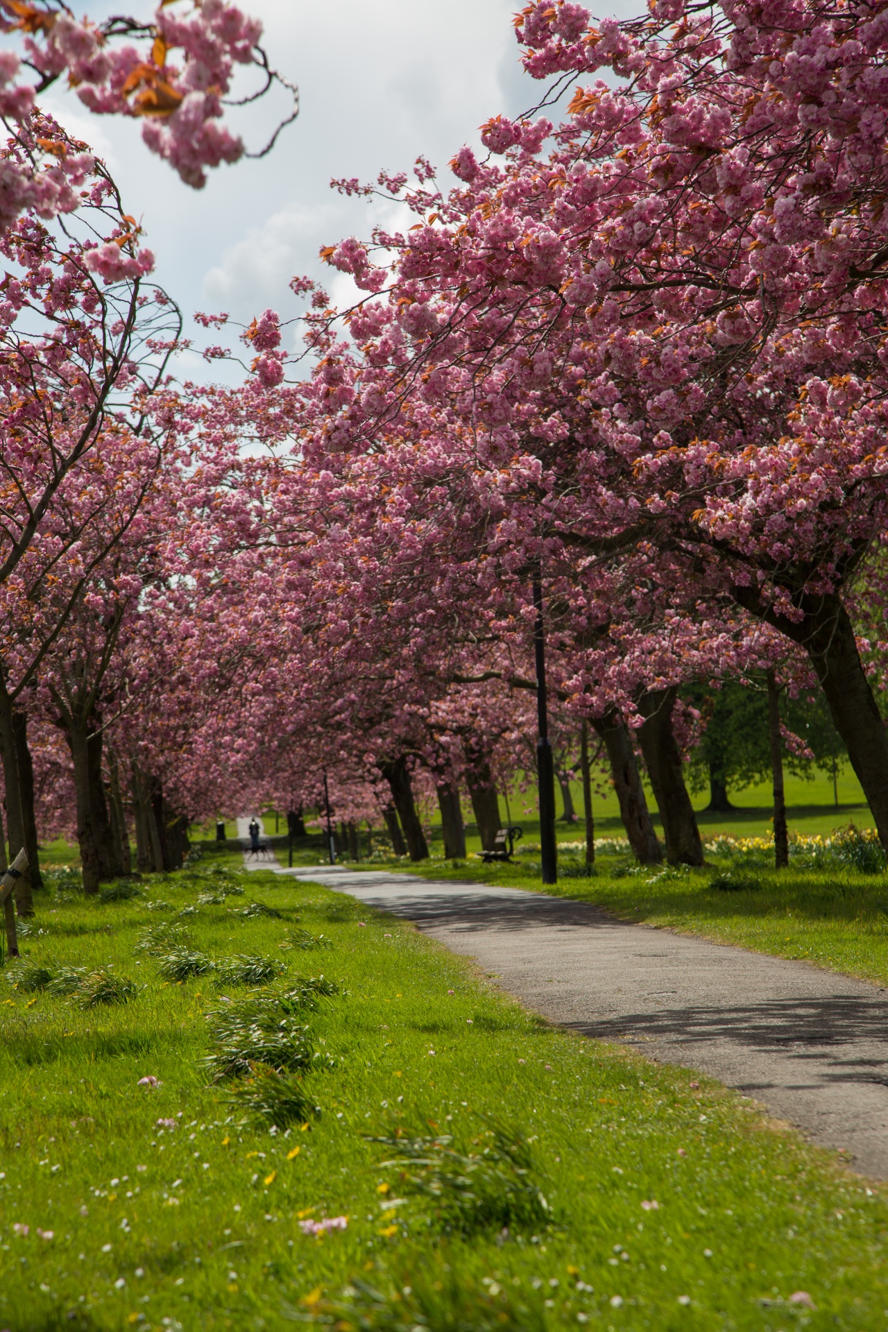 Pavasaris,  Medis,  Žydi,  Žiedas,  Sodas,  Gėlė,  Sezonas,  Kelias,  Rožinis,  Sakura