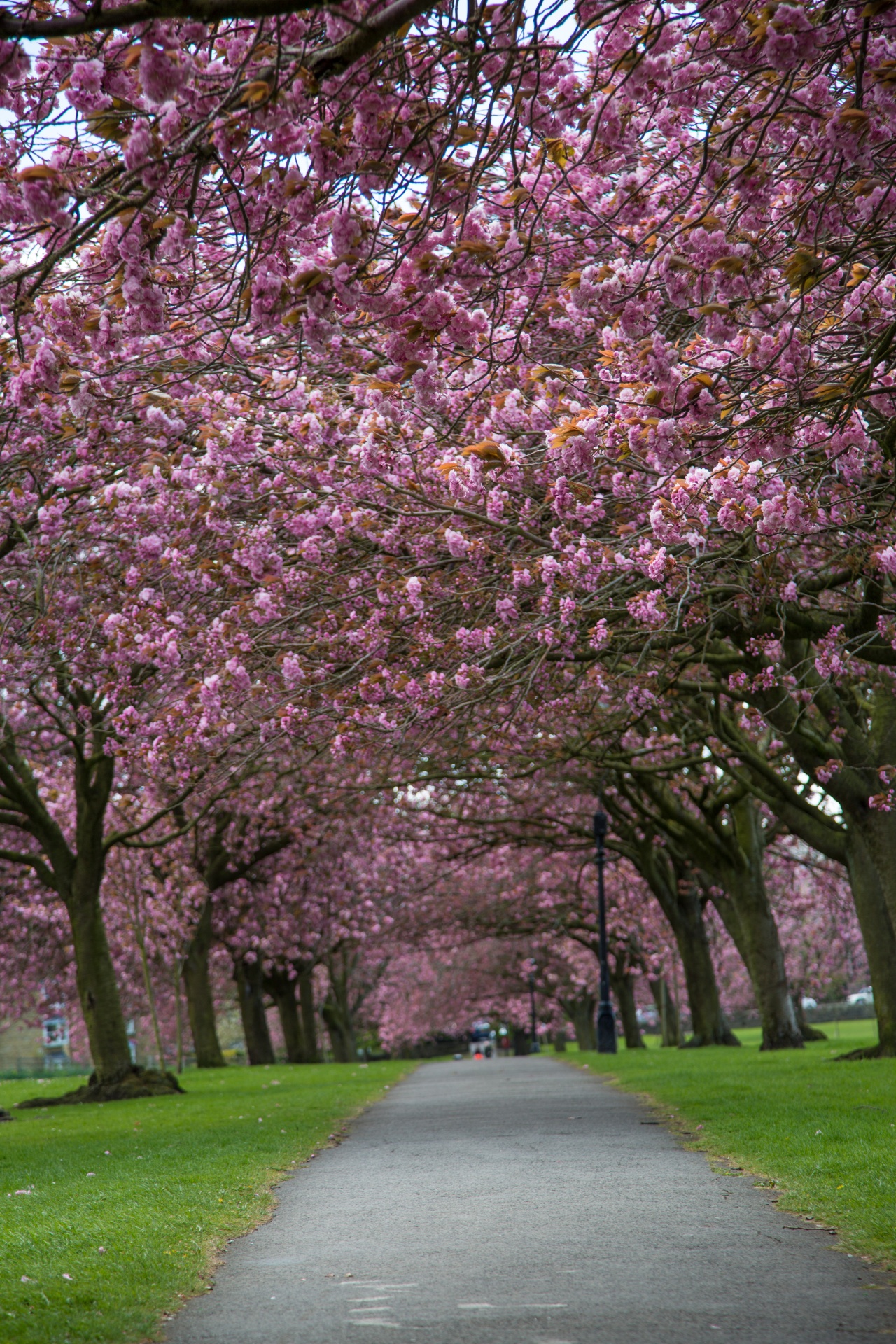 Pavasaris,  Medis,  Žydi,  Žiedas,  Sodas,  Gėlė,  Sezonas,  Kelias,  Rožinis,  Sakura