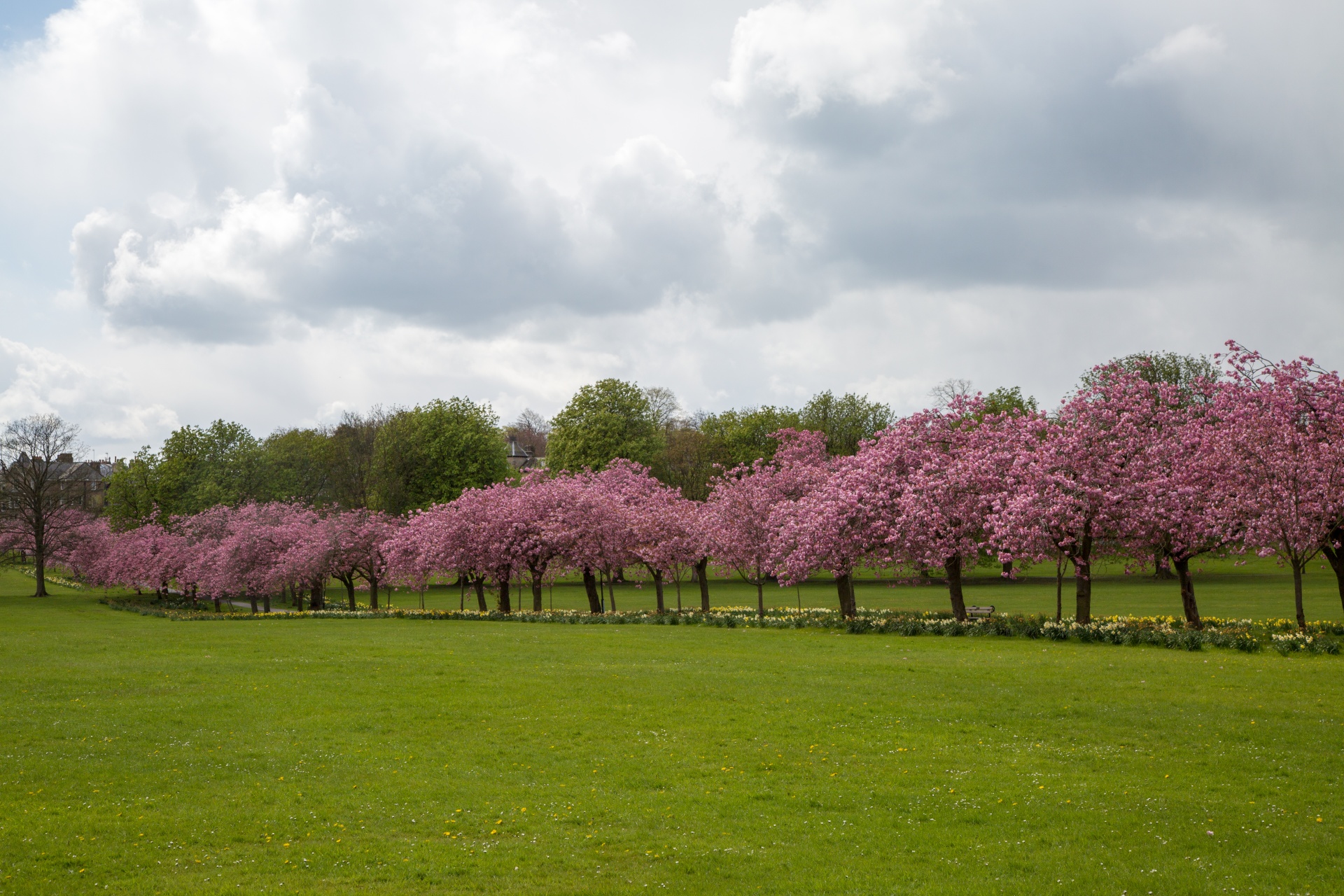 Pavasaris,  Medis,  Žydi,  Žiedas,  Sodas,  Gėlė,  Sezonas,  Kelias,  Rožinis,  Sakura