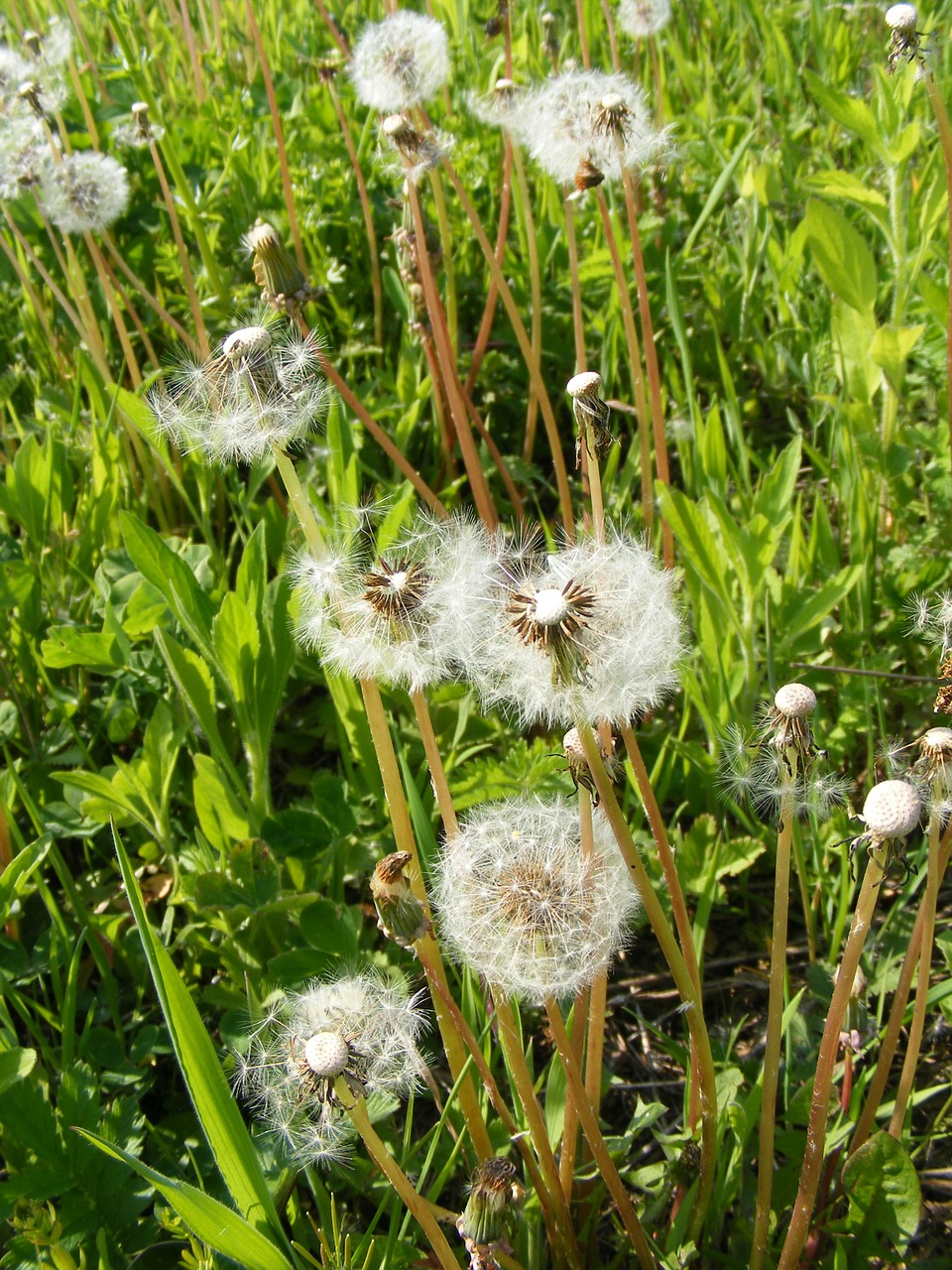 Smūgis, Kiaulpienė, Gėlės, Vaisiai, Officinale, Prinokę, Sidabras, Taraxacum, Kuokštuotas, Balta