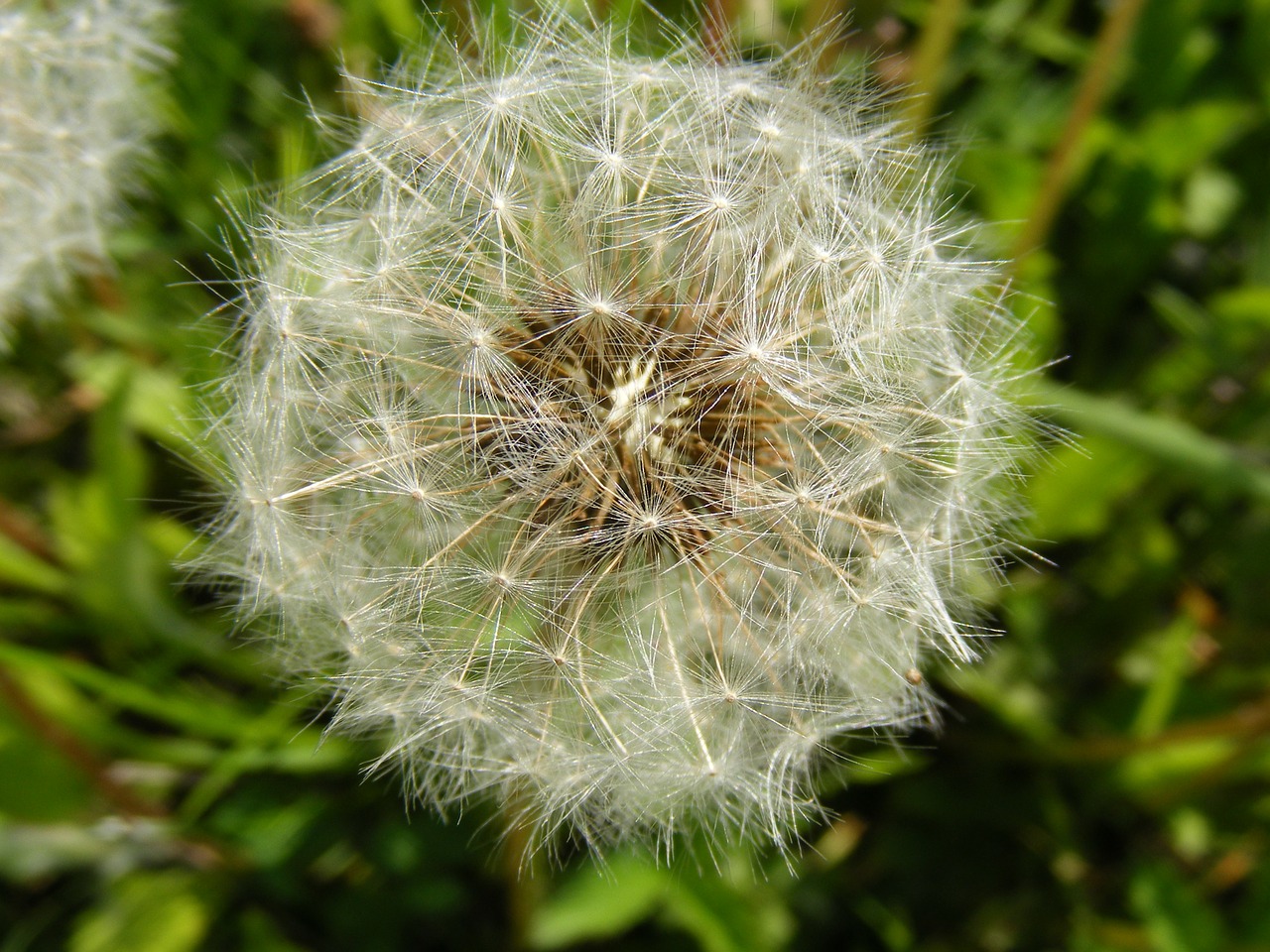 Smūgis, Kiaulpienė, Gėlės, Vaisiai, Officinale, Prinokę, Sidabras, Taraxacum, Kuokštuotas, Balta