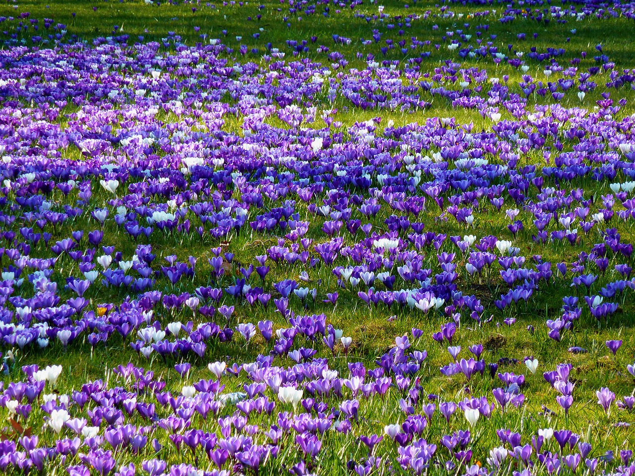 Mėlynas, Gėlių Traškučiai, Ankstyvas Bloomer, Pavasaris, Sodas, Stiebagumbiai, Crocus, Orientuotis, Parkas, Šafranas