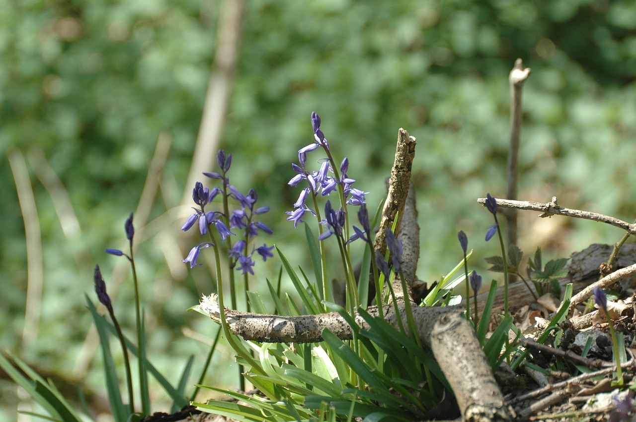 Mėlynas, Gėlės, Mėlynos Spalvos Žiedas, Harebell, Laukiniai, Žiedai, Žydi, Žydi, Žaluma, Žalias