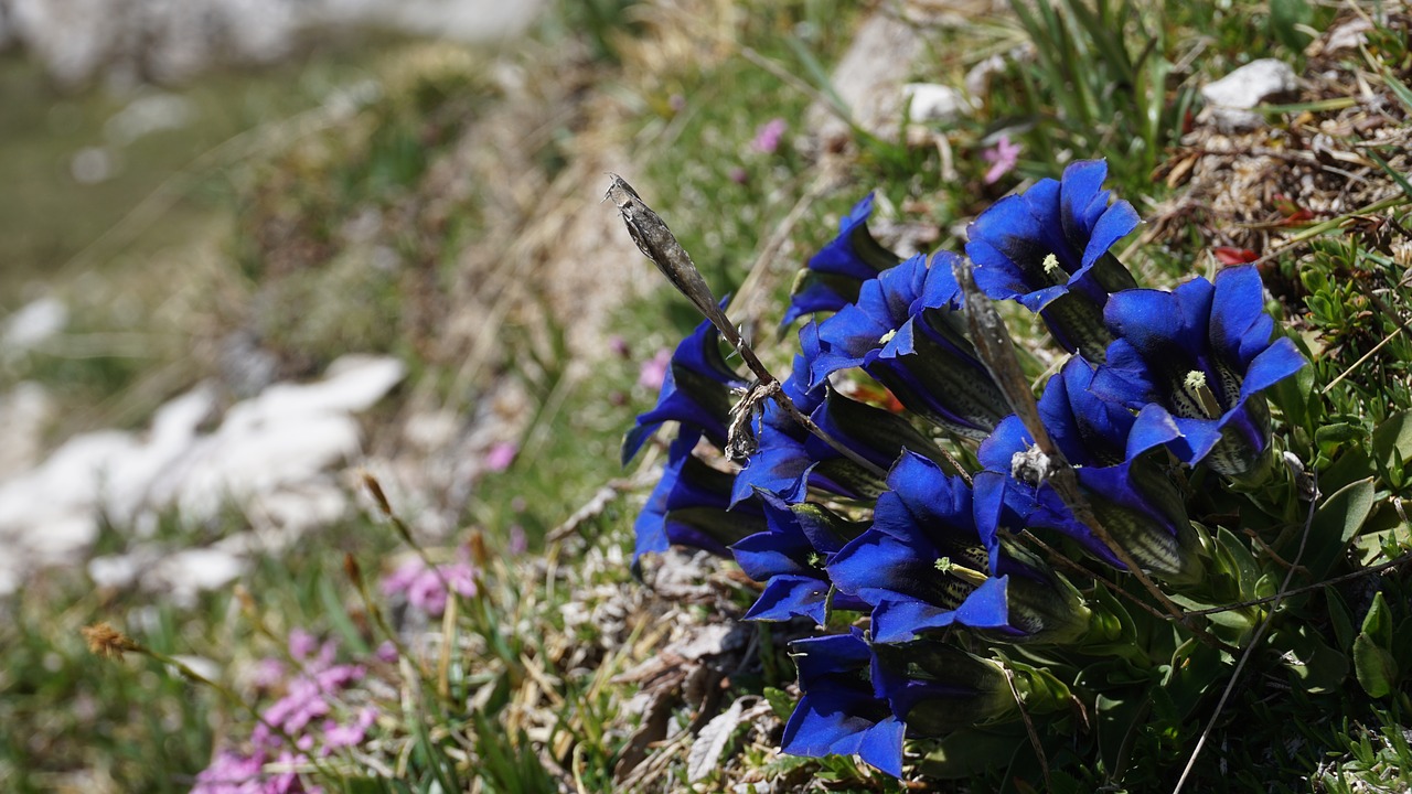 Mėlynas, Alpių, Alpių Gėlė, Tyrol, Kalnai, Gamta, Italy, Žygiai, Augalas, Gentian