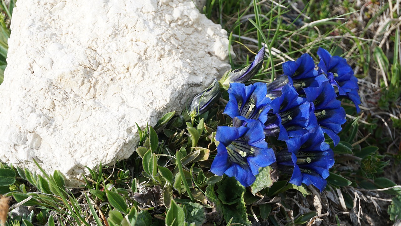 Mėlynas, Alpių, Alpių Gėlė, Tyrol, Kalnai, Gamta, Italy, Žygiai, Augalas, Gentian