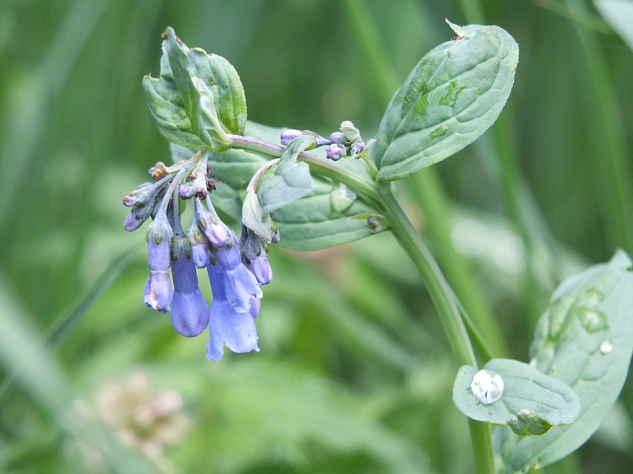 Mėlynas, Gėlė, Wildflower, Gamta, Vasara, Gėlių, Žiedas, Žydėti, Pieva, Žydi