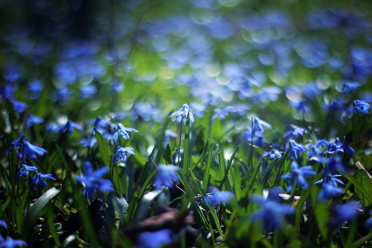 Mėlynas, Žiedlapis, Gėlė, Bokeh, Augalas, Lauke, Gamta, Sodas, Laukas, Žalias