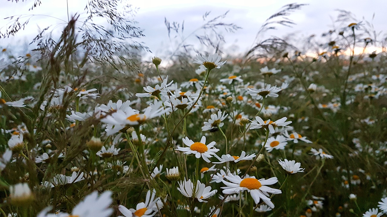 Mėlynas, Daisy, Debesis, Spalvinga, Diena, Ūkis, Laukas, Gėlė, Šviežias, Sodas