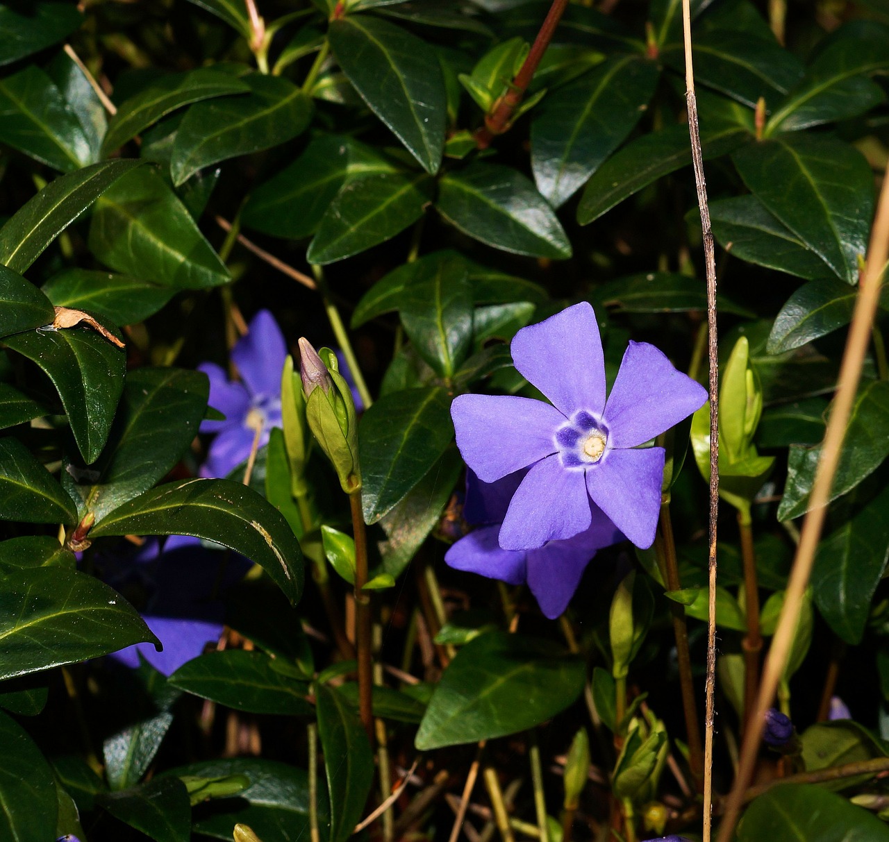 Mėlynas, Periwinkle, Vinca Minor, Žemės Danga, Augalas, Nedaug Apdulkintos, Nemokamos Nuotraukos,  Nemokama Licenzija