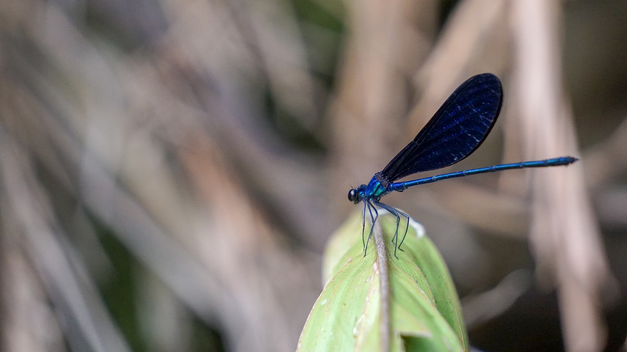 Mėlyna,  Dragonfly,  Padidinti,  Sulietu Fonu,  Pobūdį,  Lapas, Nemokamos Nuotraukos,  Nemokama Licenzija