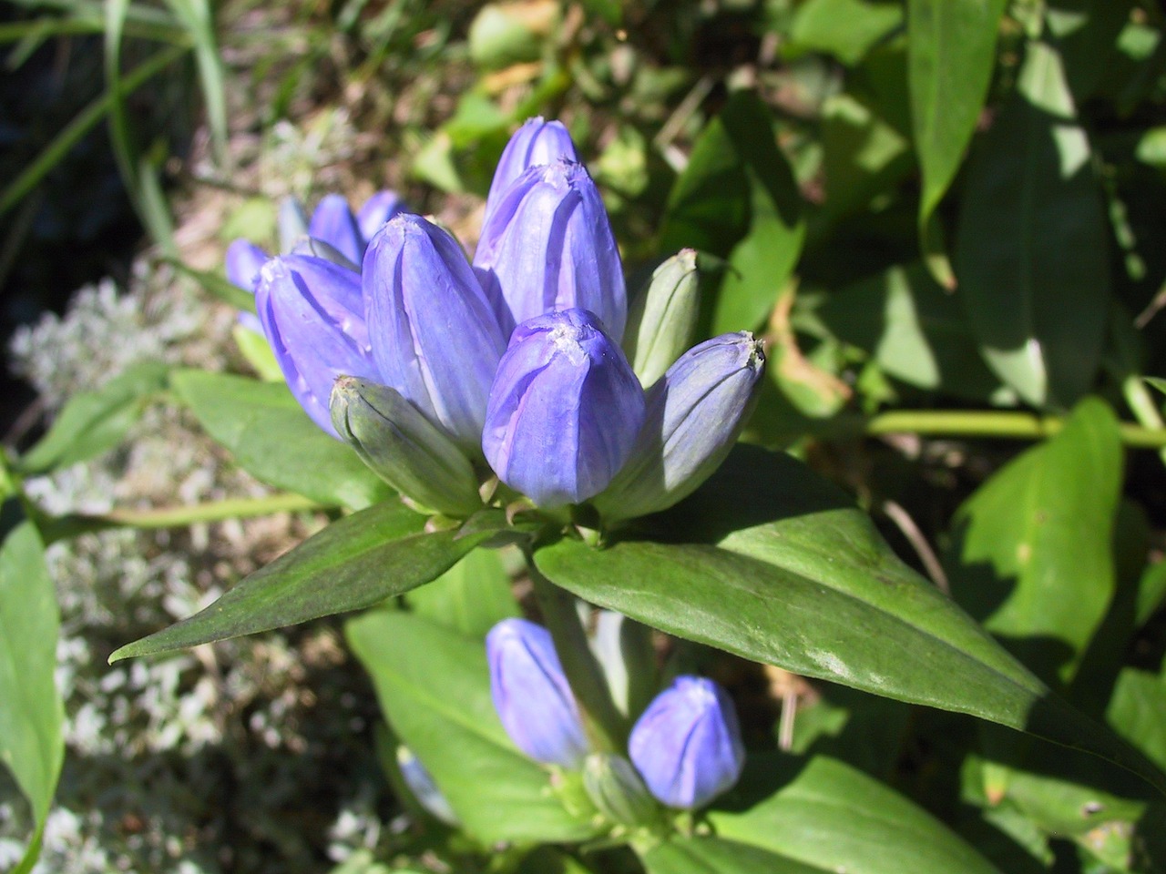 Mėlynas, Gentian, Gamta, Gėlė, Flora, Pavasaris, Žydėti, Žiedas, Pieva, Nemokamos Nuotraukos