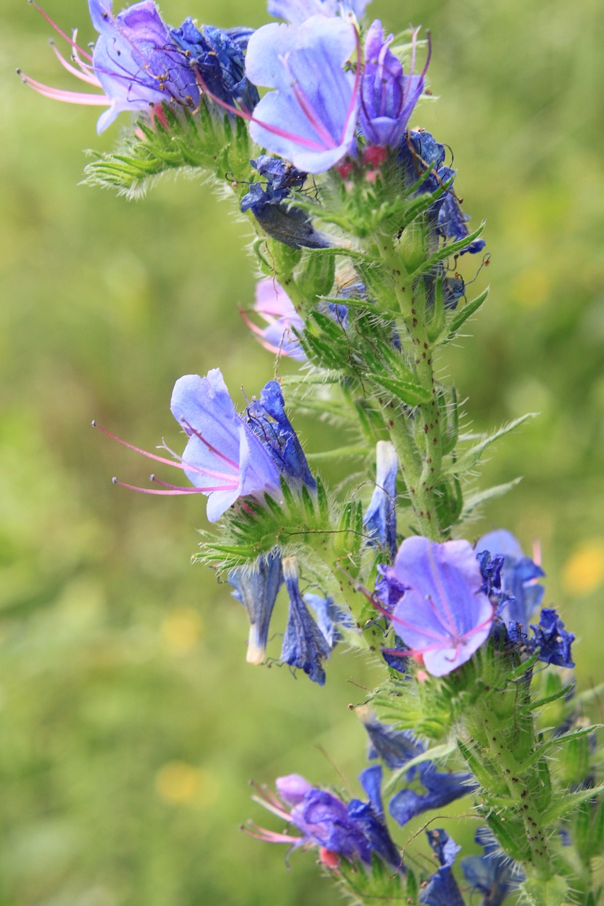 Mėlynas, Mėlynmedžiais, Bugloss, Echium, Gėlės, Žolelės, Vipers, Augalai, Nemokamos Nuotraukos,  Nemokama Licenzija