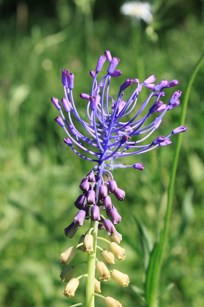 Mėlynas, Comosa, Gėlės, Leopoldija, Muscari, Violetinė, Violetinė, Augalai, Nemokamos Nuotraukos,  Nemokama Licenzija