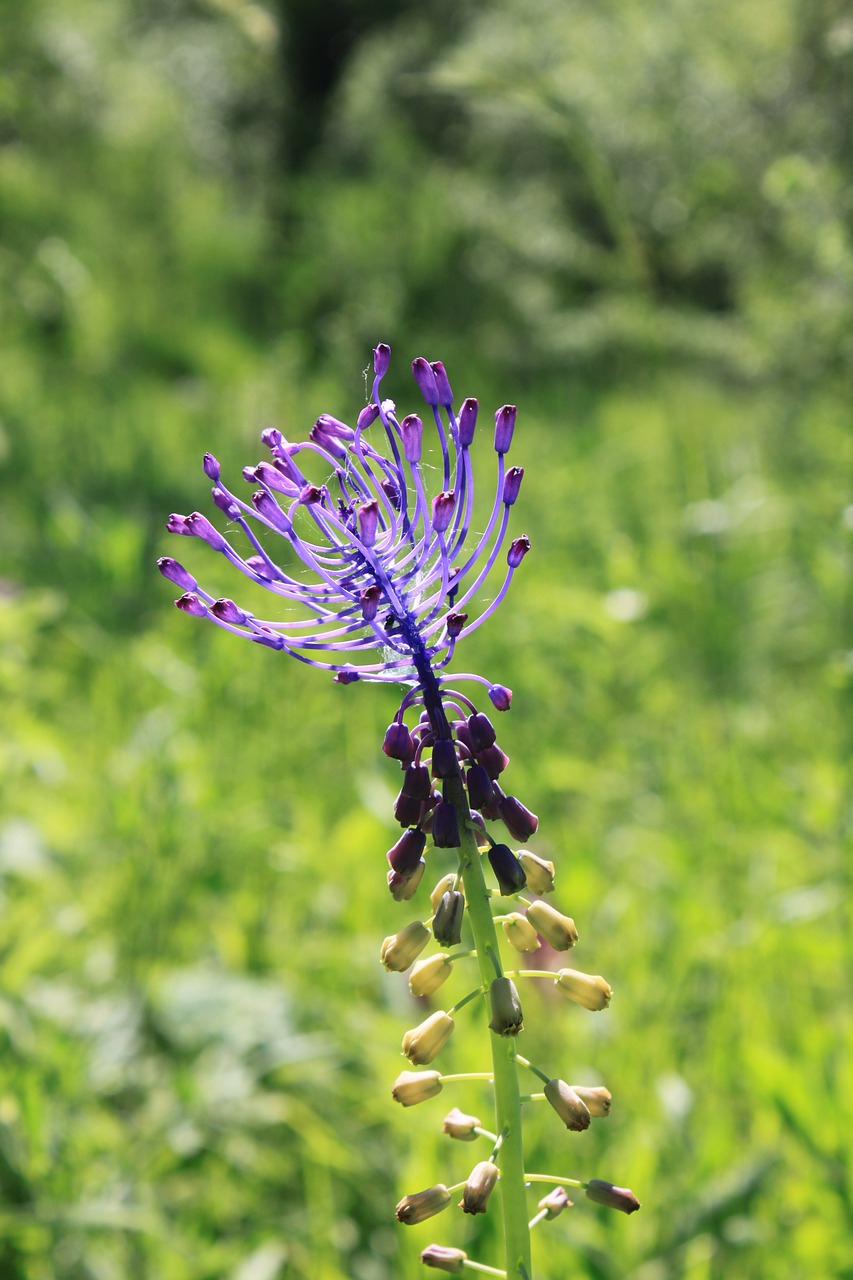 Mėlynas, Comosa, Gėlės, Leopoldija, Muscari, Violetinė, Violetinė, Augalai, Nemokamos Nuotraukos,  Nemokama Licenzija